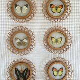 Lot of 6 wooden frames with butterfly