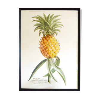 Affiche botanique ananas