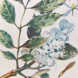 Original vintage botanical board n X