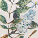 Planche botanique vintage originale n X