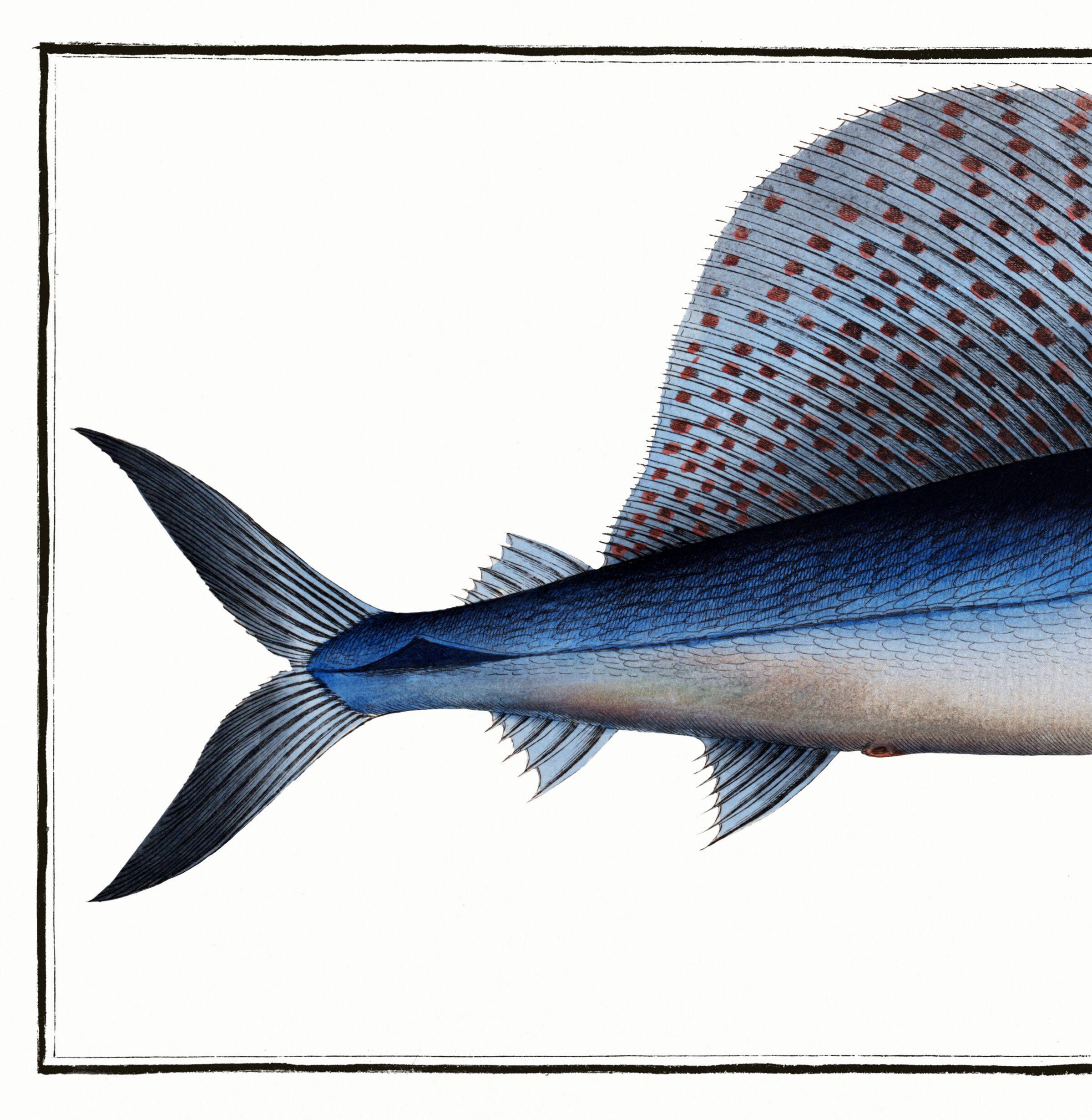 Poster about the sailfish, based on an old engraving from 1746.