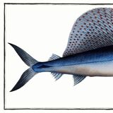 Poster about the sailfish, based on an old engraving from 1746.