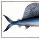 Poster about the sailfish, based on an old engraving from 1746.