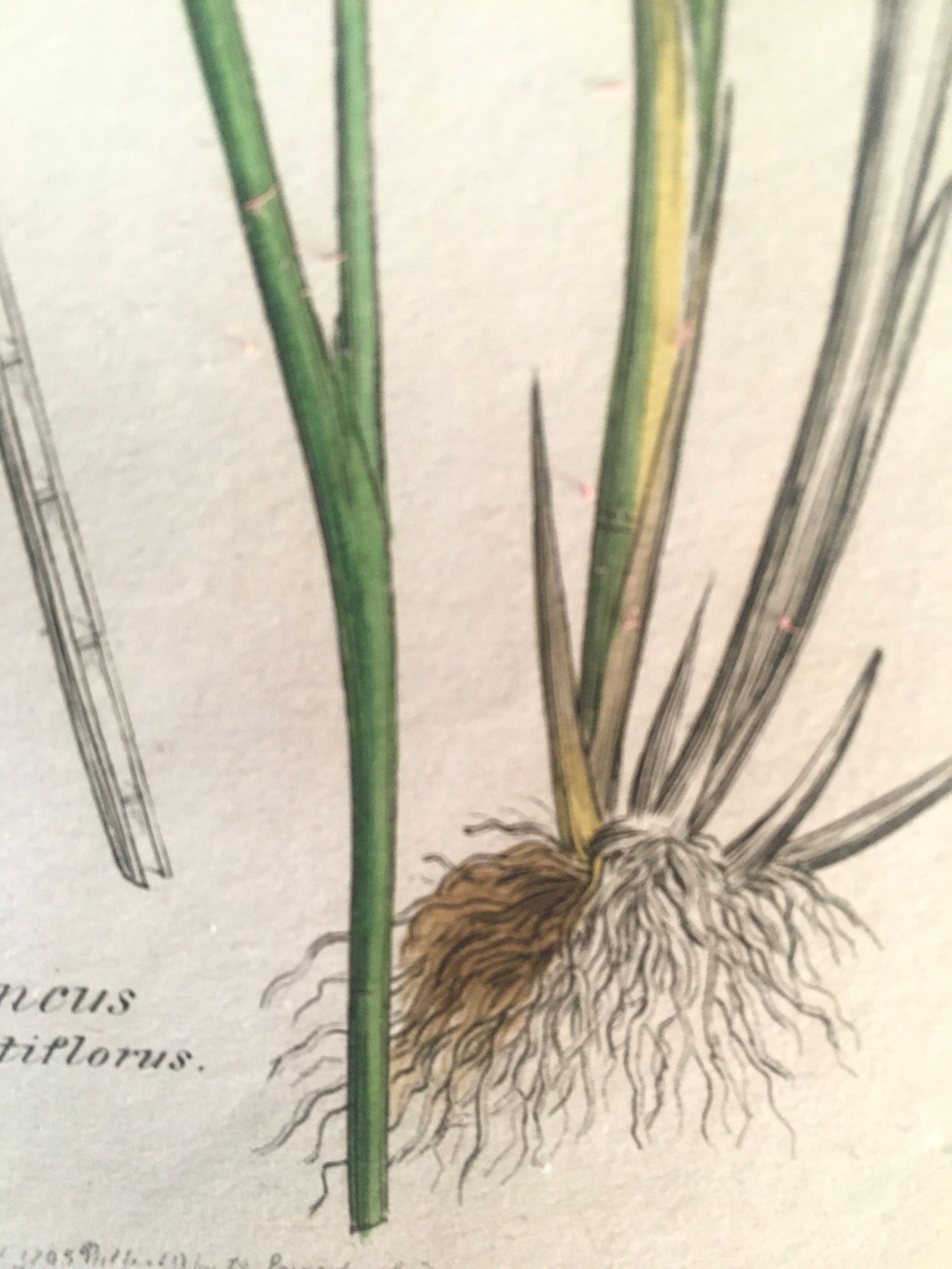 Three botanical plates published in 1809