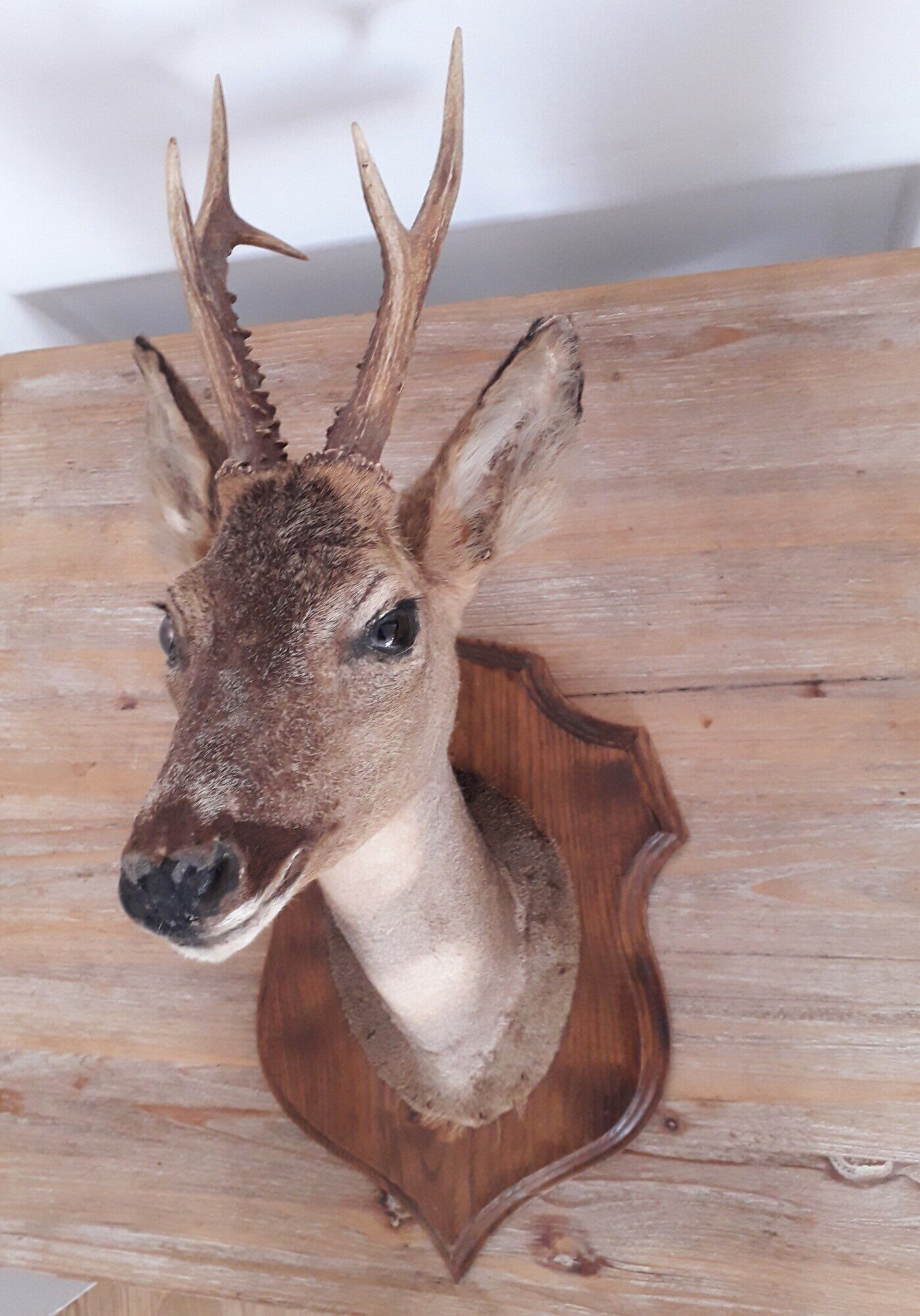 Taxidermy naturalized deer on wooden squifer - 1986