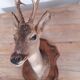 Taxidermy naturalized deer on wooden squifer - 1986