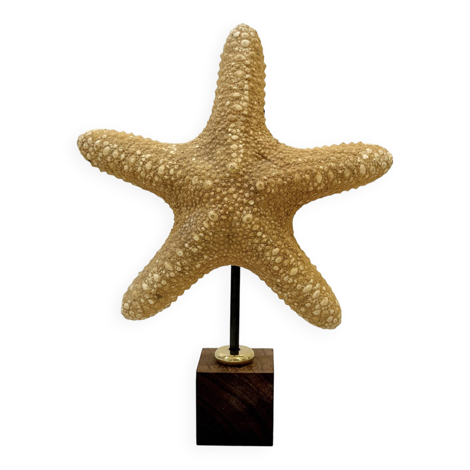 Étoile de mer naturelle ancienne sur socle en bois cabinet de curiosités coquillage