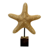 Old natural starfish on wooden base cabinet of curiosities shell