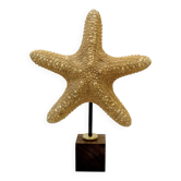 Étoile de mer naturelle ancienne sur socle en bois cabinet de curiosités coquillage