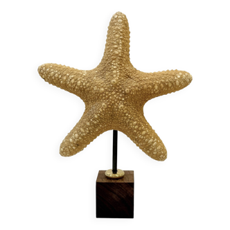 Old natural starfish on wooden base cabinet of curiosities shell