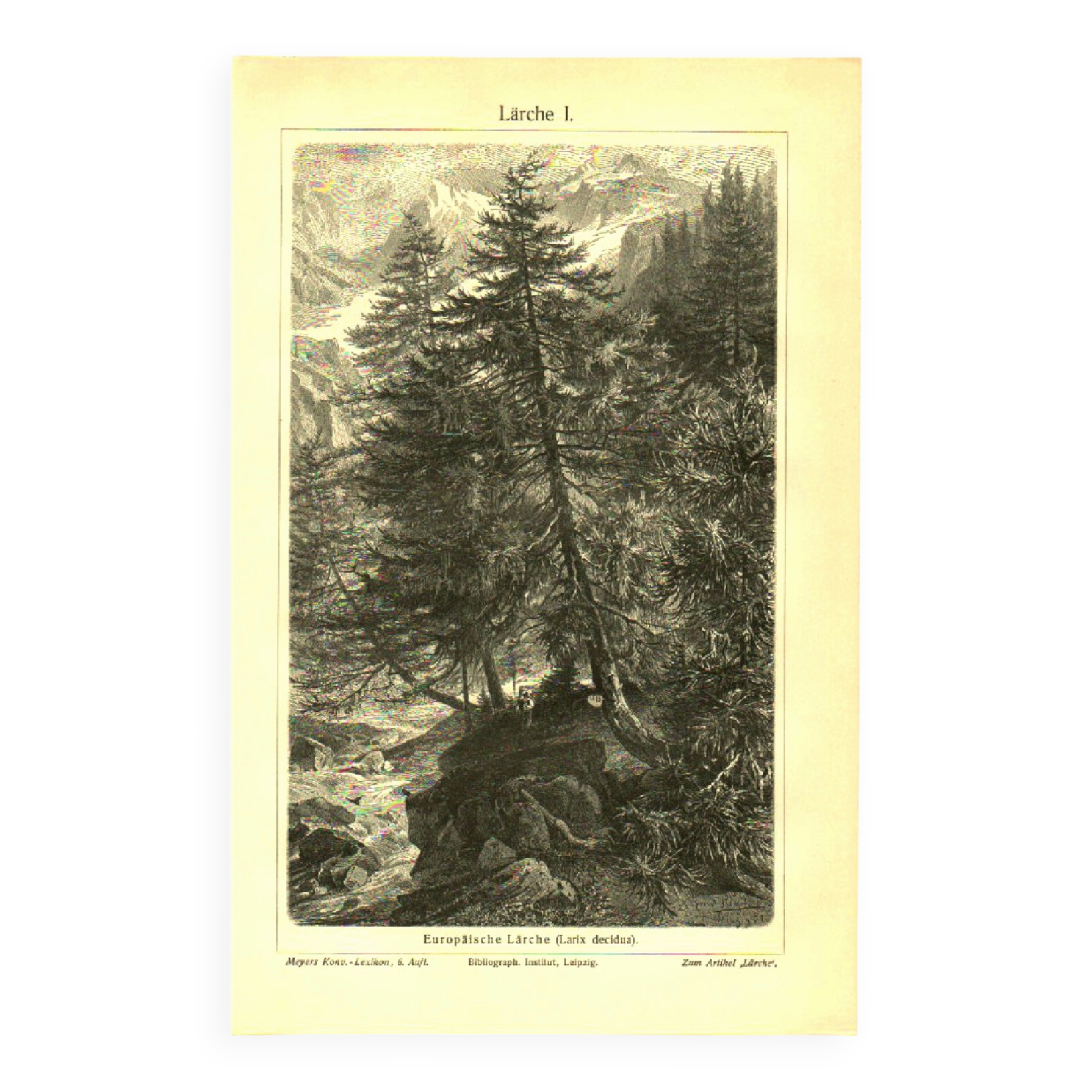 Botanical engraving from 1904 - Larch - Coniferous tree of the mountains and Alps