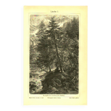 Botanical engraving from 1904 - Larch - Coniferous tree of the mountains and Alps