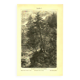 Botanical engraving from 1904 - Larch - Coniferous tree of the mountains and Alps