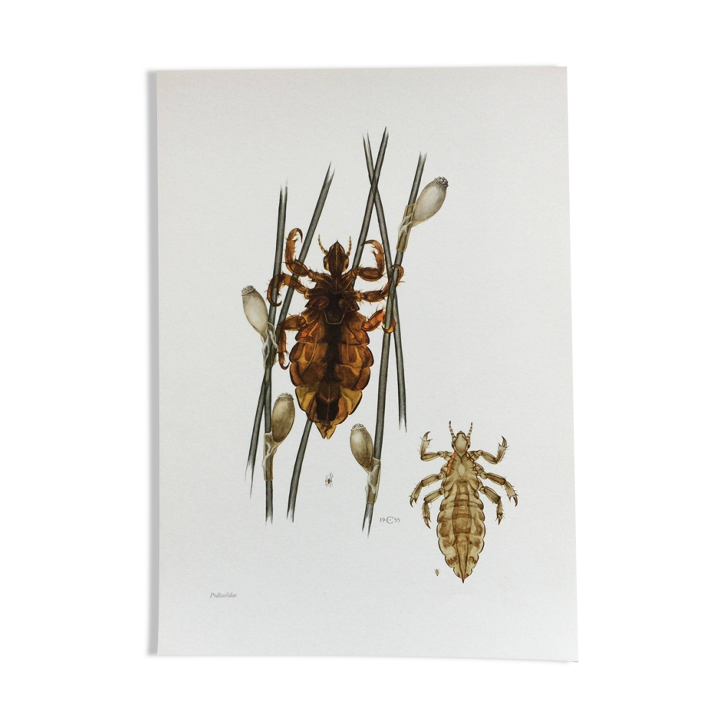 Old illustration "insects", 1960s.