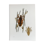 Illustration ancienne "insectes", années 60.