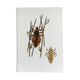 Old illustration "insects", 1960s.
