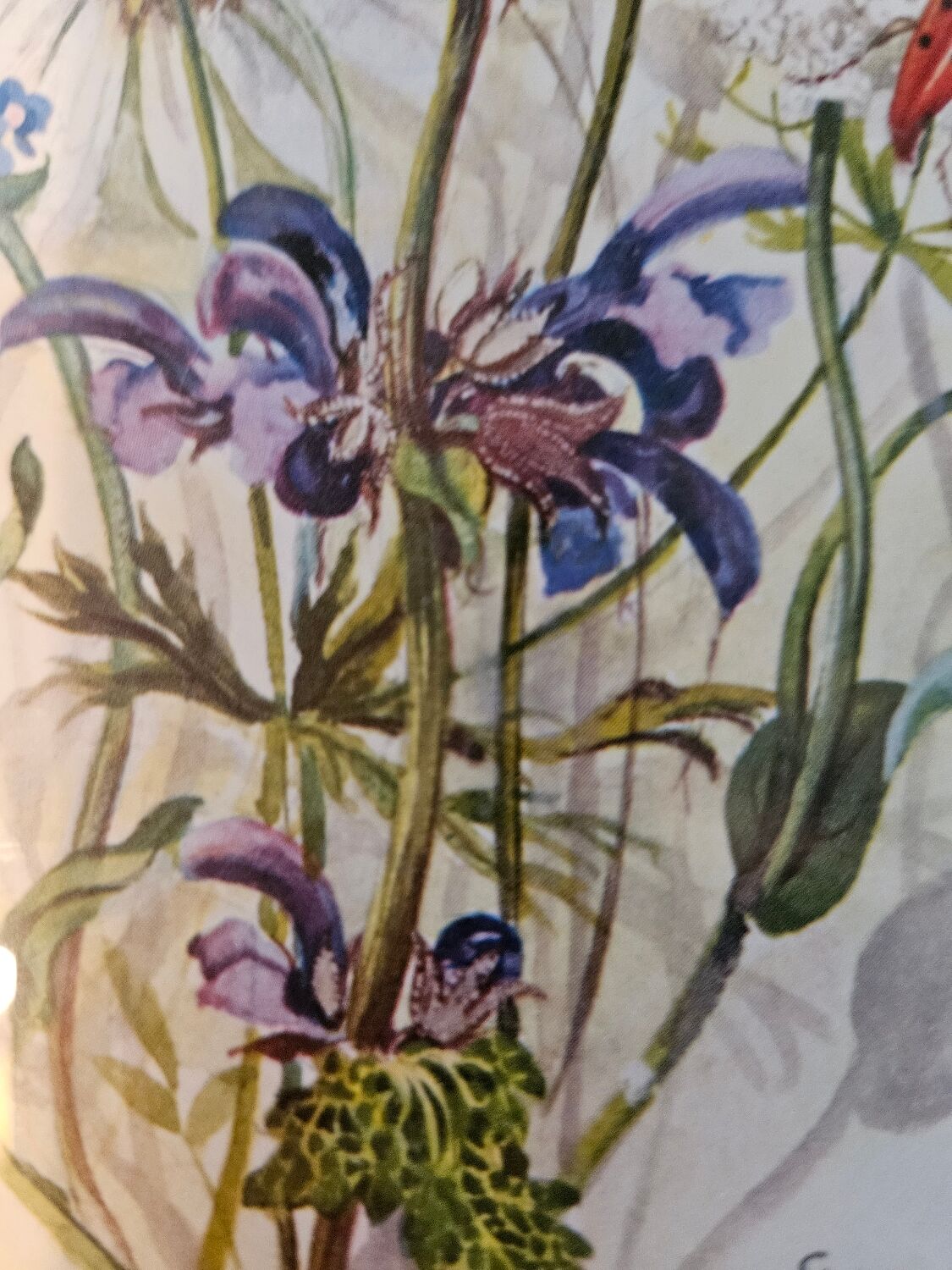 Lithographie bouquet de fleurs sauvages sous cadre doré