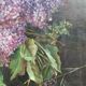 Exceptionally well-painted tableau of a bouquet of glycy.