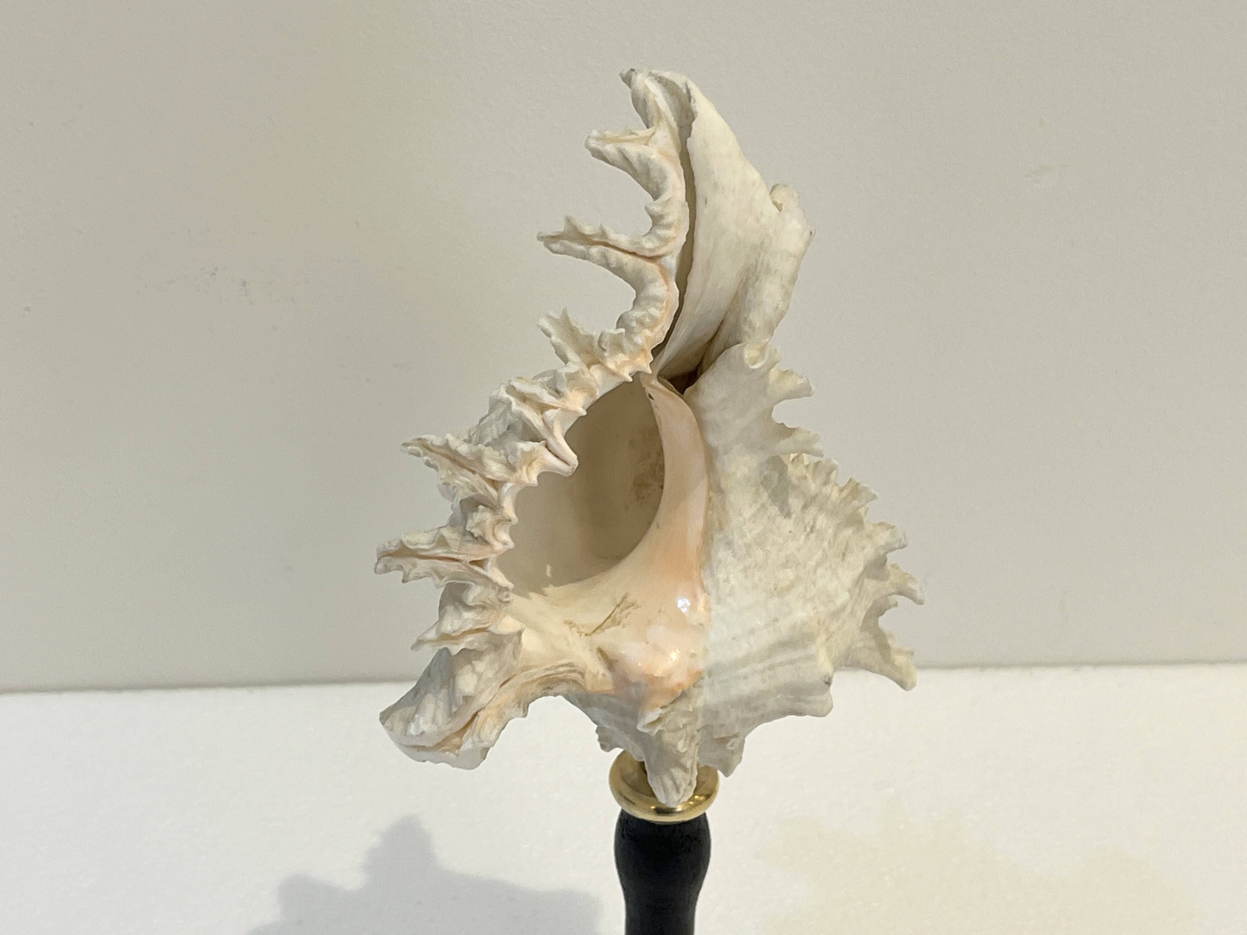 Ancien Coquillage Murex Ramosus sur socle en bois tourné Napoléon III XIXe