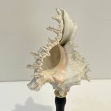 Antique Murex Ramosus Shell on a turned wooden base Napoleon III 19th century