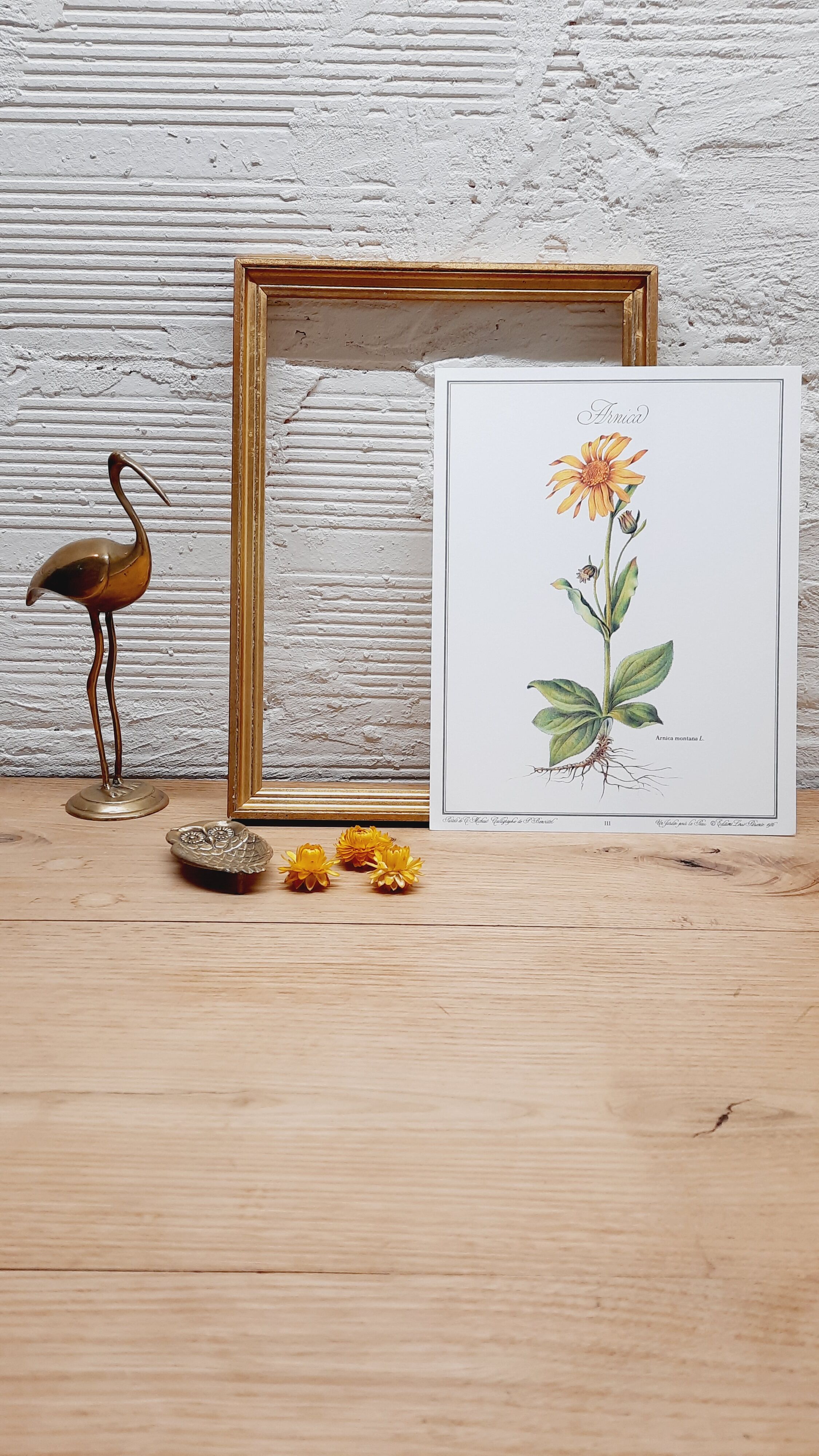 Planche botanique Arnica