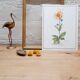 Planche botanique Arnica