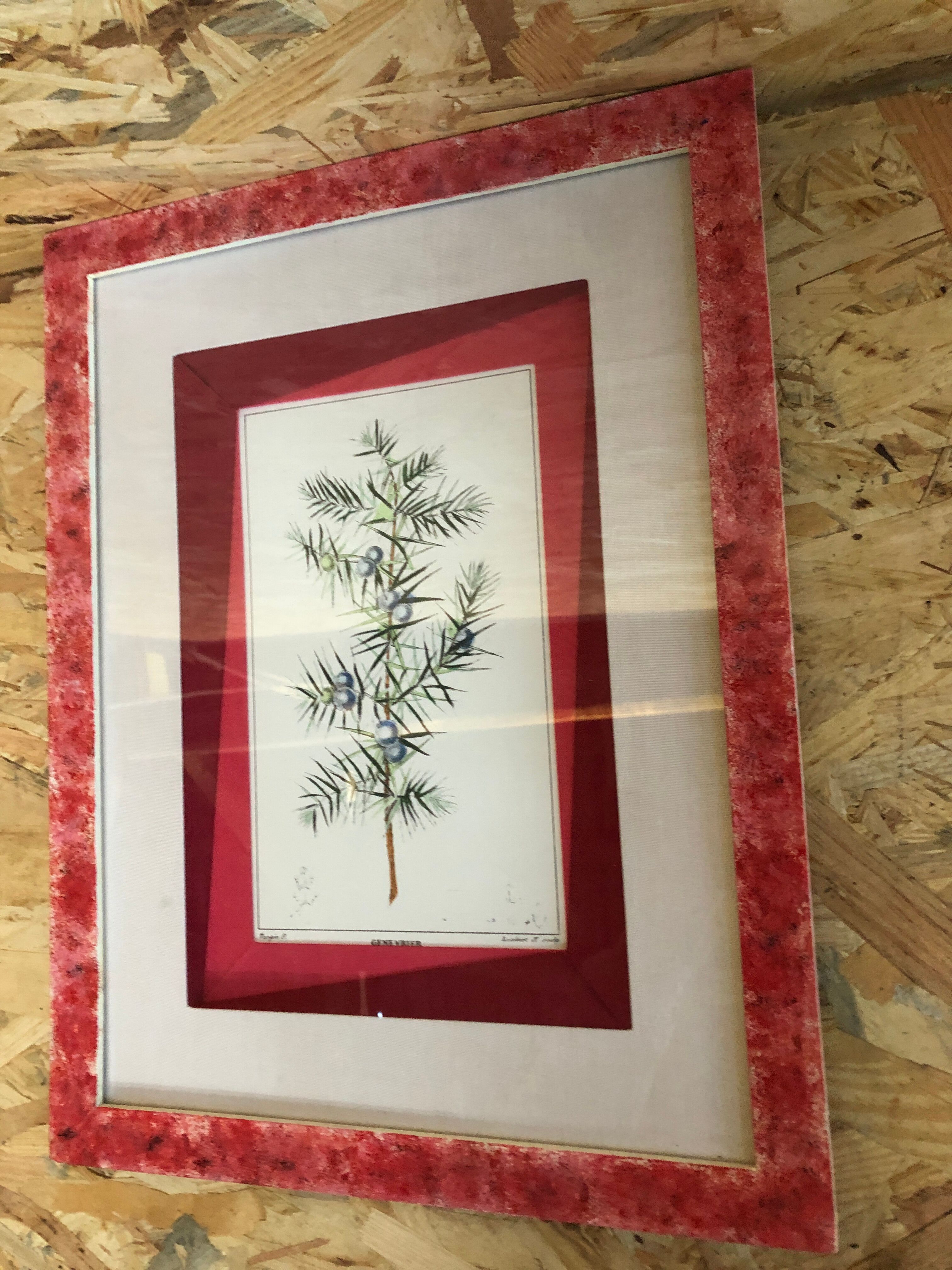 Old Botanical Board GENEVRIER + Fabric Bottom + Vintage RoseWood Frame