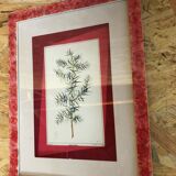 Old Botanical Board GENEVRIER + Fabric Bottom + Vintage RoseWood Frame