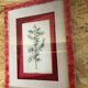 Planche botanique genevrier fond tissu cadre bois rose vintage