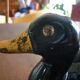 Vintage black and gold decorative duck