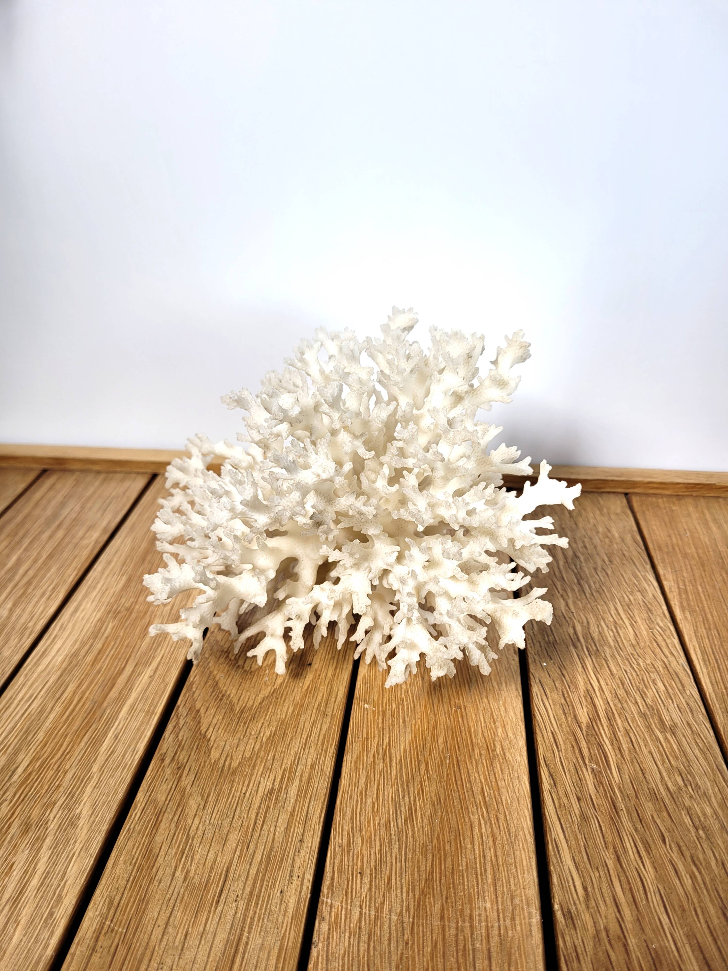 White coral shell