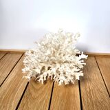 White coral shell