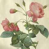 Large Plate / Botanical engraving of old roses by Redouté