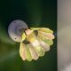 Vintage wall lamp with a green and pink mother-of-pearl lampshade