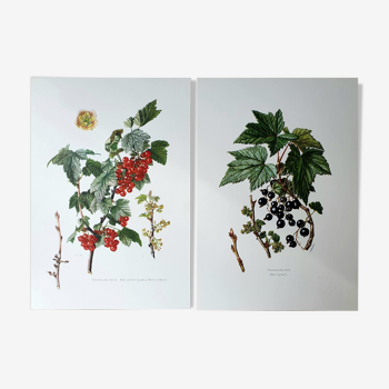 Duo of botanical boards currant