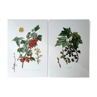 Duo of botanical boards currant