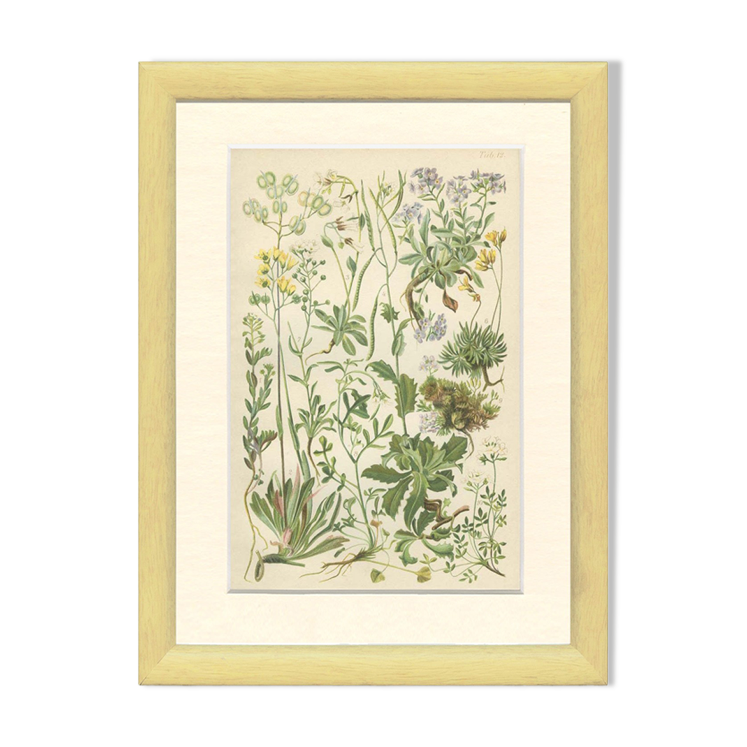 9 Botanical poster, 1906: various plants with alpine cruciferous flowers (Map 12)