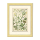 9 Botanical poster, 1906: various plants with alpine cruciferous flowers (Map 12)