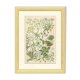 9 Botanical poster, 1906: various plants with alpine cruciferous flowers (Map 12)