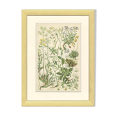 9 Botanical poster, 1906: various plants with alpine cruciferous flowers (Map 12)