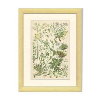 9 Botanical poster, 1906: various plants with alpine cruciferous flowers (Map 12)