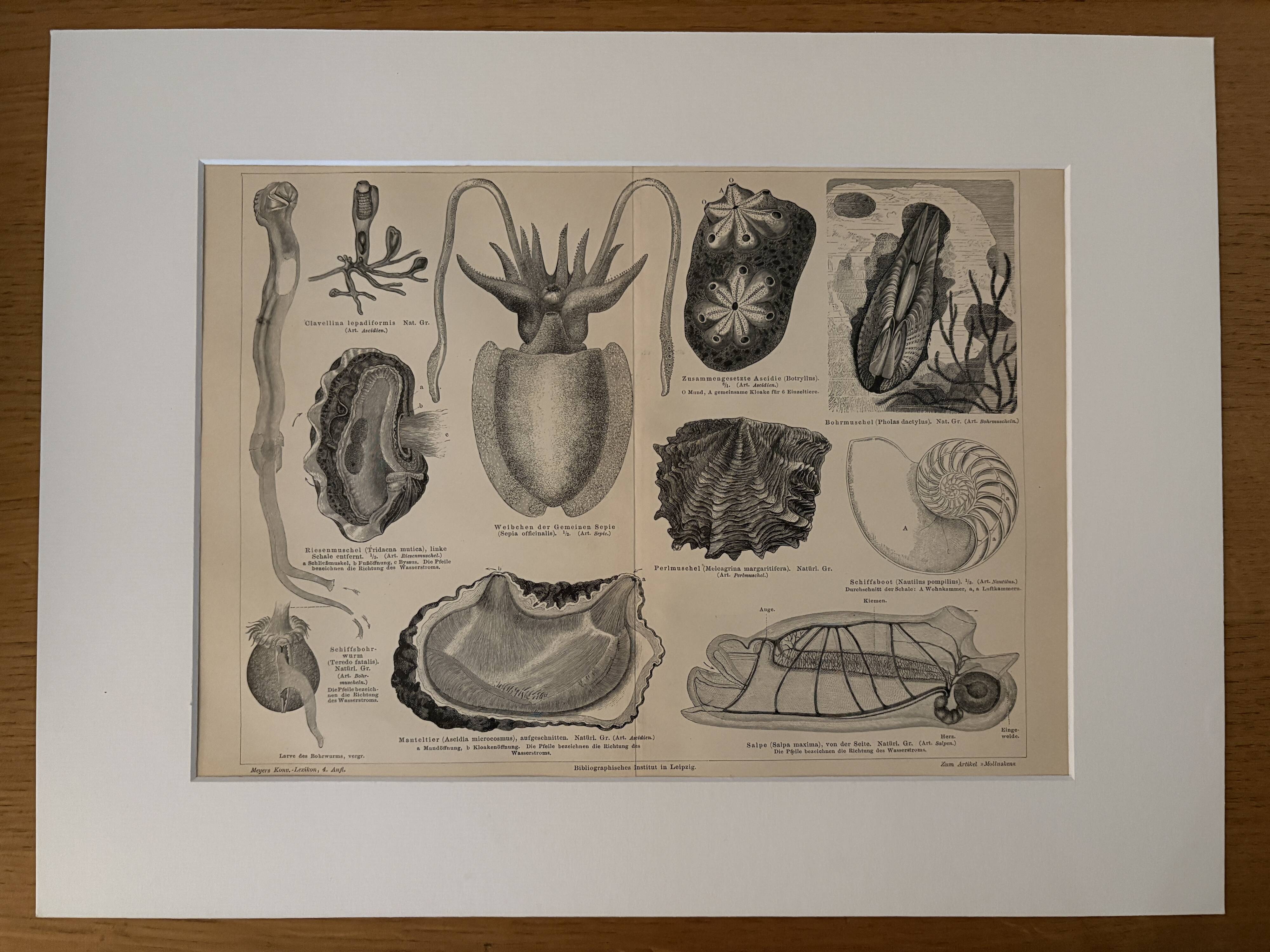 Lithograph engraving of mollusks and tunicates – 1890