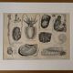 Lithograph engraving of mollusks and tunicates – 1890