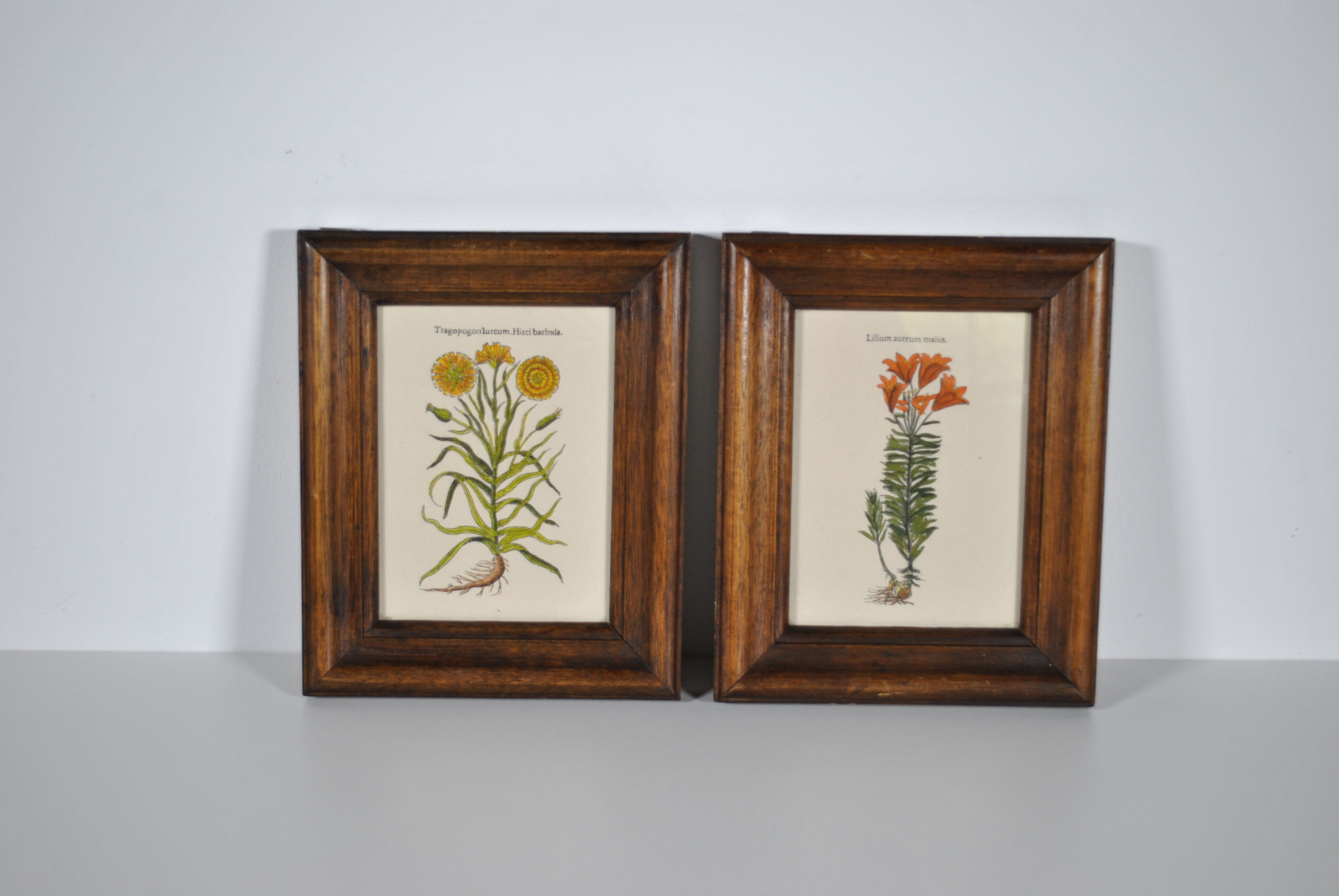 Botanical illustration tables 1960