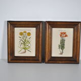 Botanical illustration tables 1960