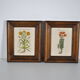 Tableaux illustration botanique 1960