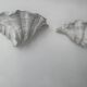 Pair of vintage shell wall lights, matte white plaster, France 1940