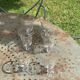 6 clear glass wine glasses with antique chiseled flower pattern