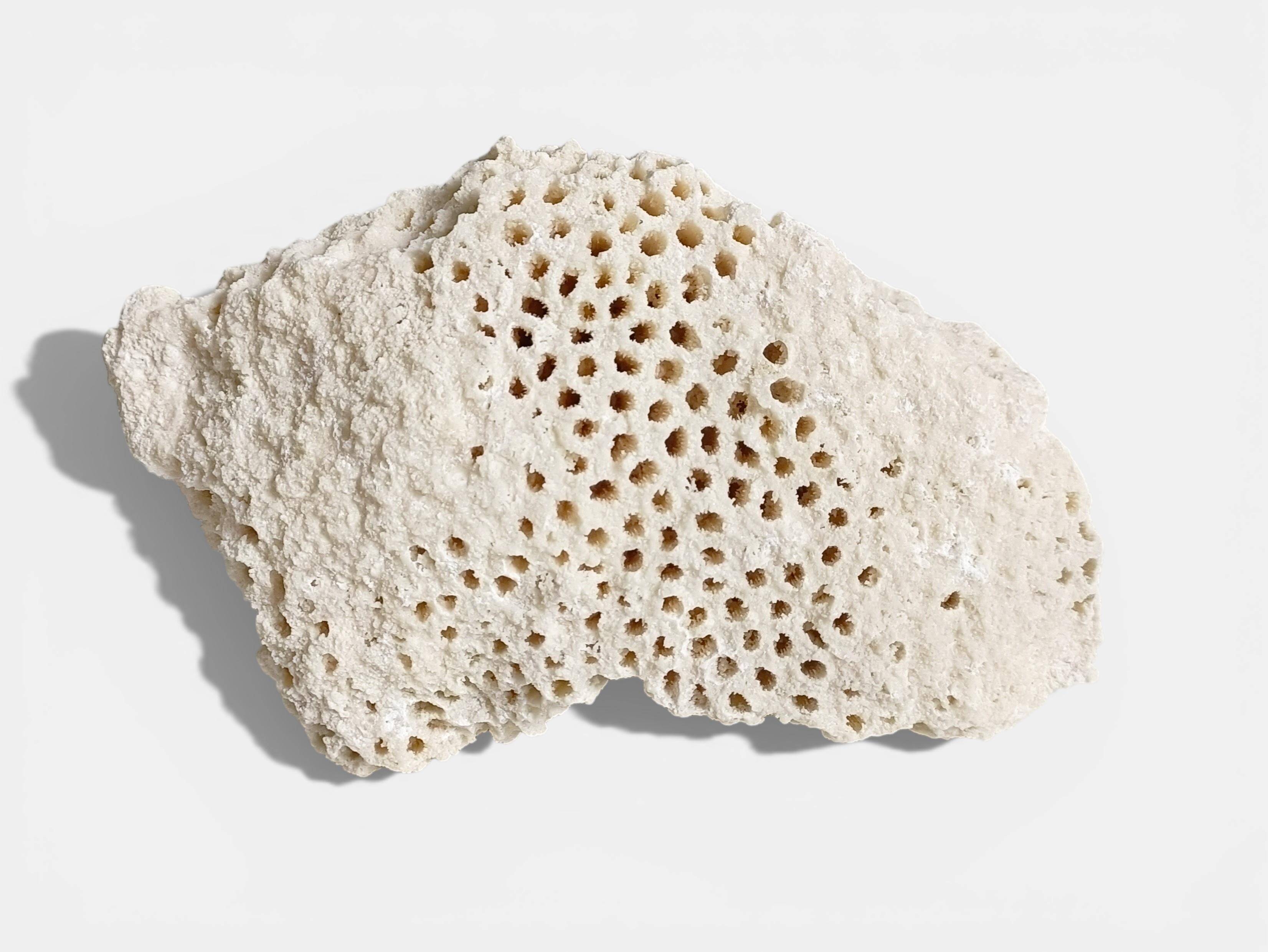 Sculptural White Coral Fossil, Organic Modern Decor from South Asia