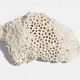 Sculptural White Coral Fossil, Organic Modern Decor from South Asia
